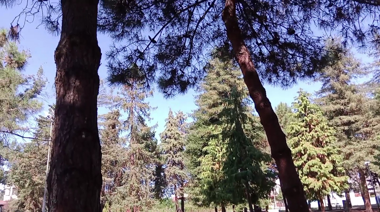 Hatıra Koruluğu — fotoğraf 2
