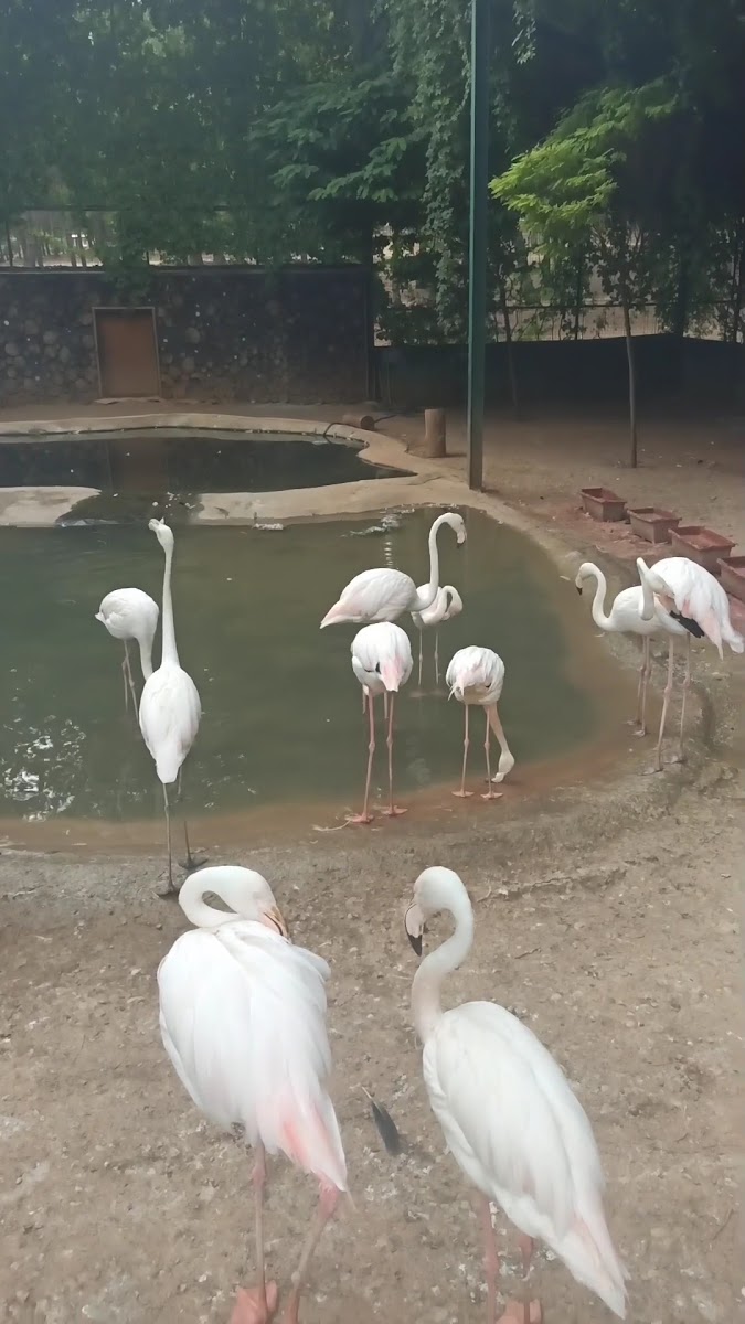 Hayvanat Bahçesi Zoo — fotoğraf 3