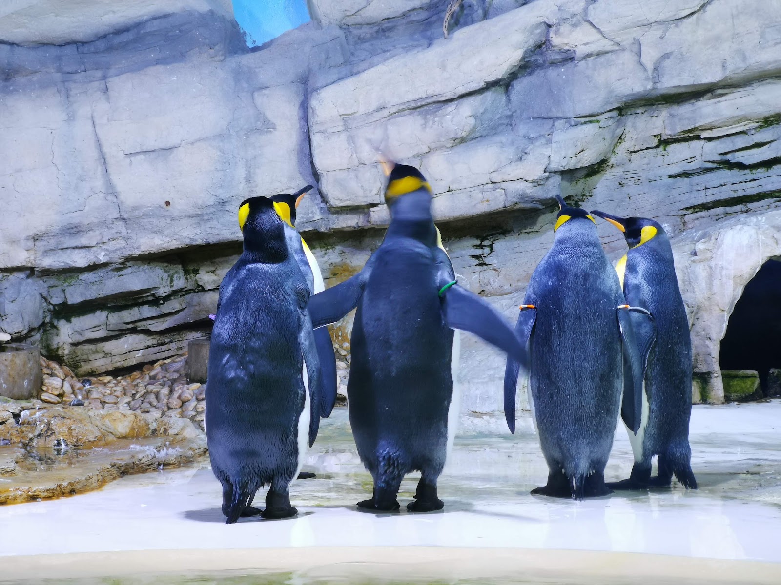 Hellabrunn Zoo — photo 4