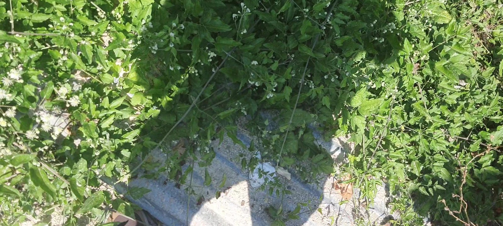 Hıdırlık Tepesi — fotoğraf 3