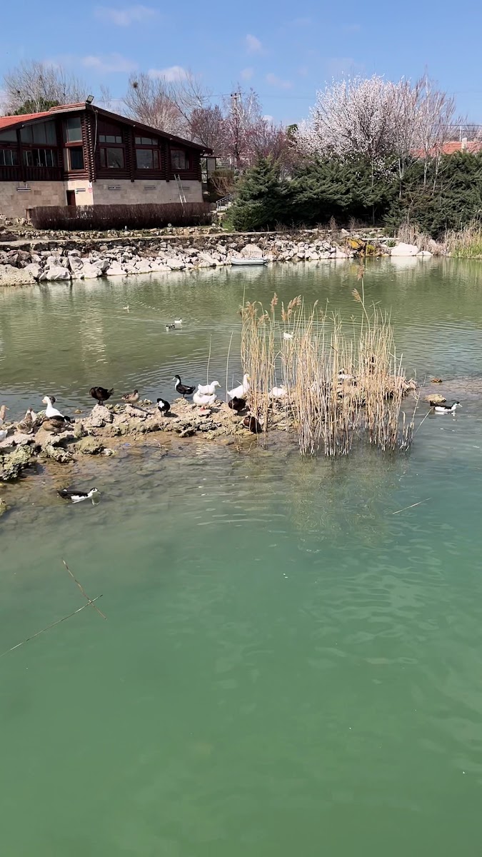 Hılla Göl Restaurant — fotoğraf 2