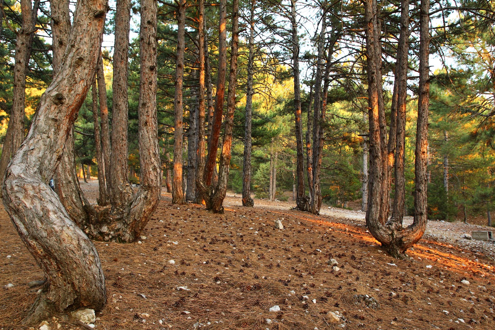 Honaz Dağı Milli Parkı — fotoğraf 4