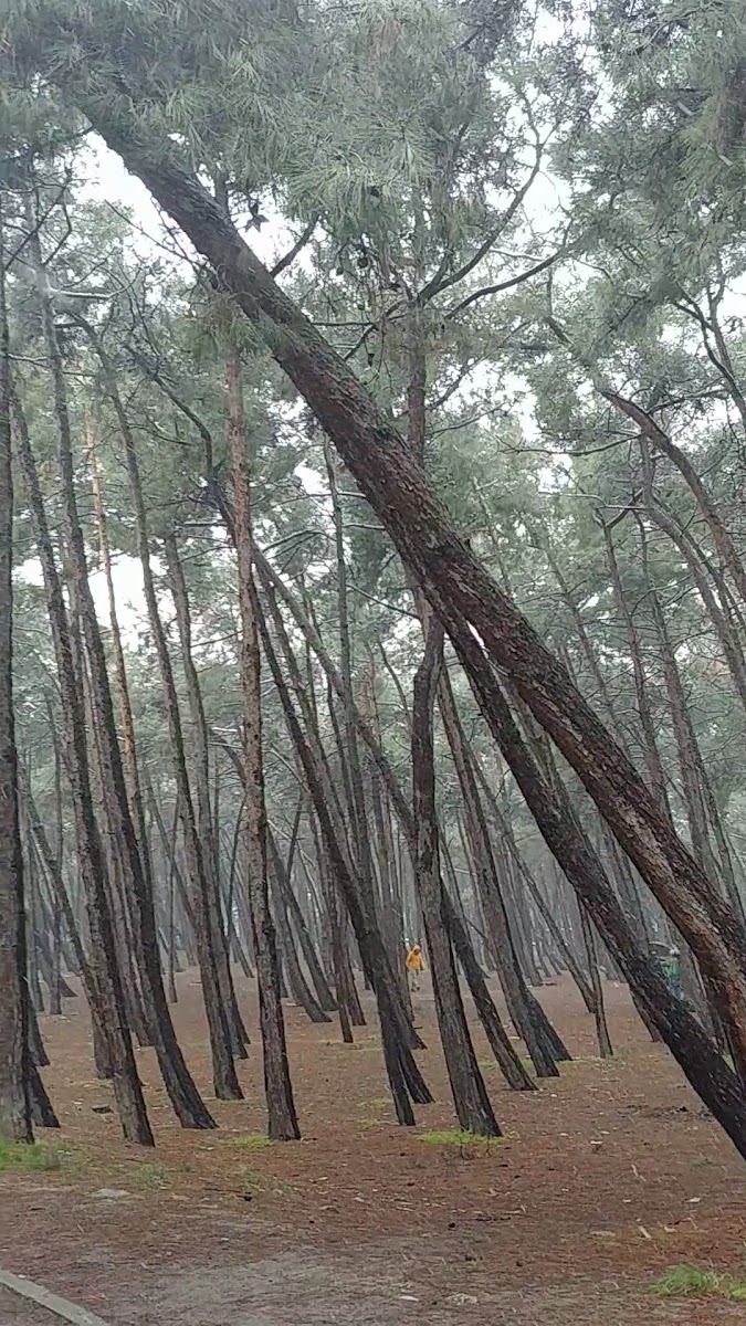 İBB Florya Atatürk Ormanı — fotoğraf 3