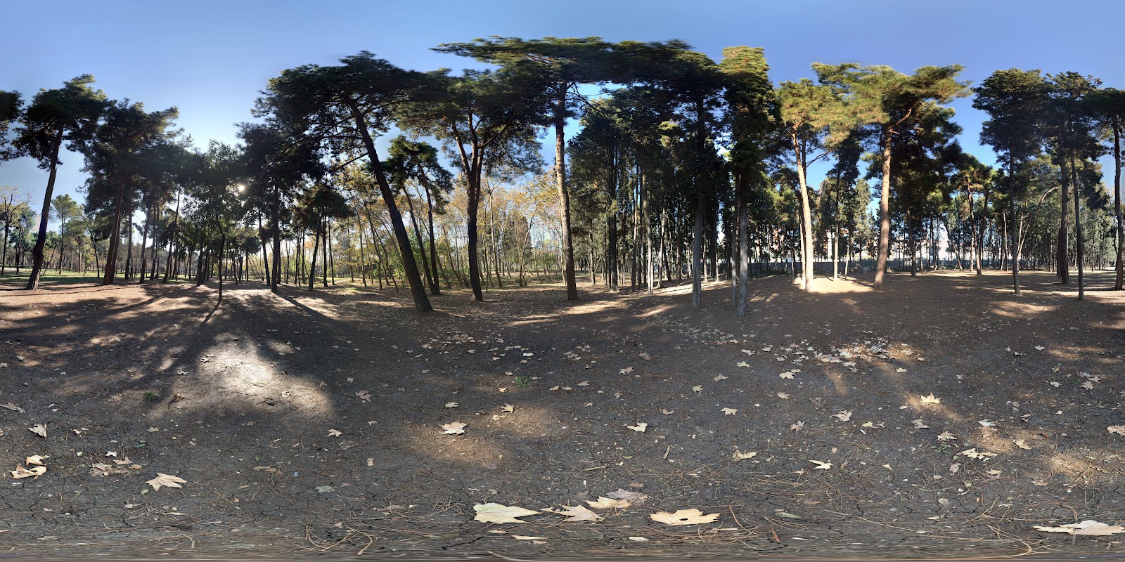 İBB Florya Atatürk Ormanı — fotoğraf 5