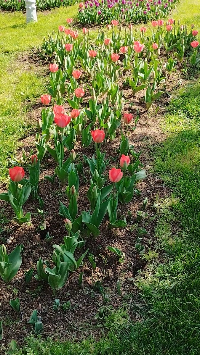 İBB Hidiv Kasrı Korusu — fotoğraf 2