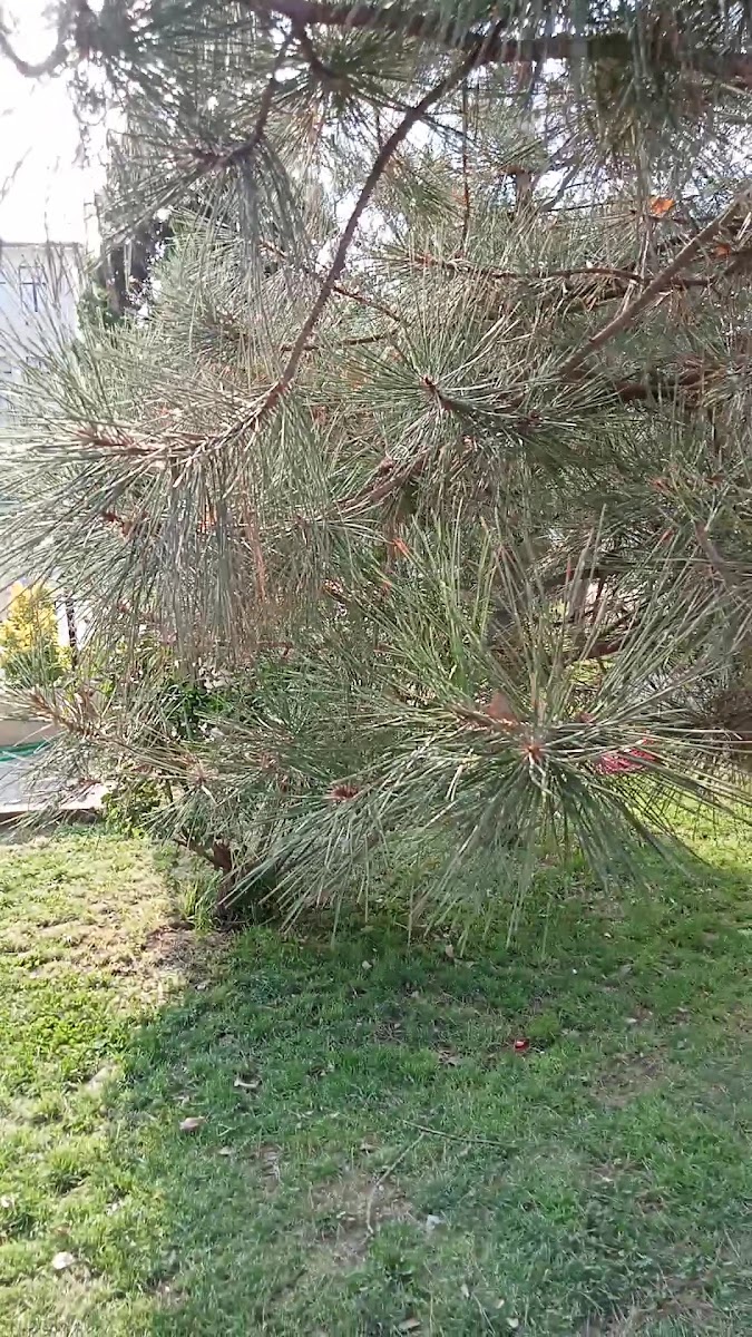 Iğdır Belediyesi — fotoğraf 4