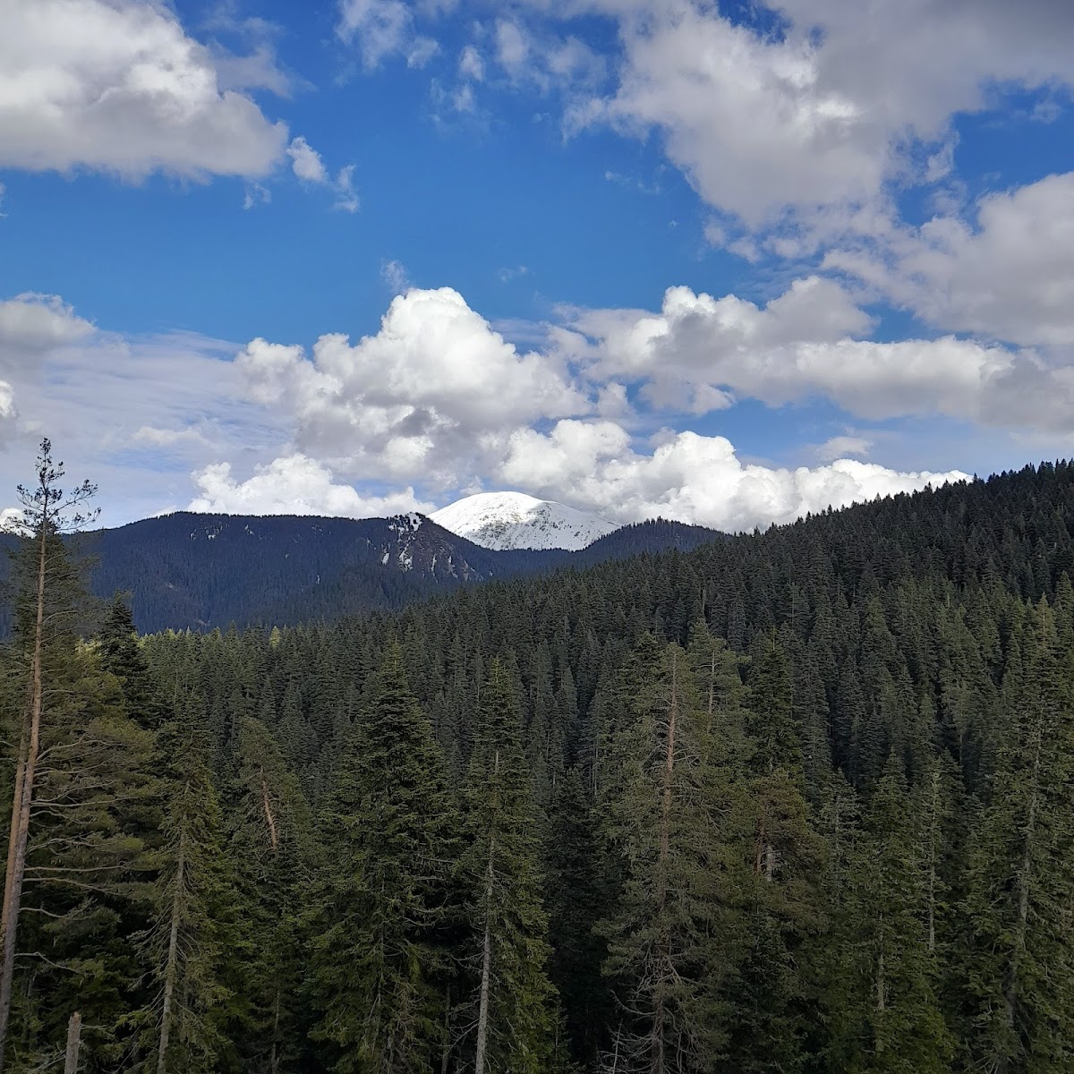 Ilgaz Dağı Milli Parkı — fotoğraf