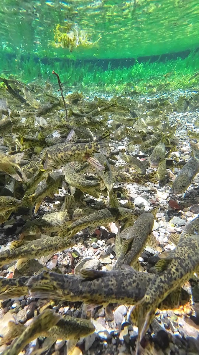Ilıcaksu Sarıkız Kaynağı — fotoğraf 3