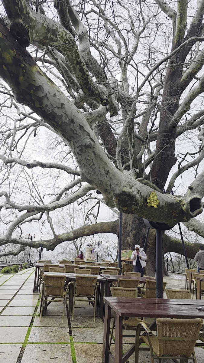 İnkaya Tarihi Çınar ağacı — fotoğraf 2