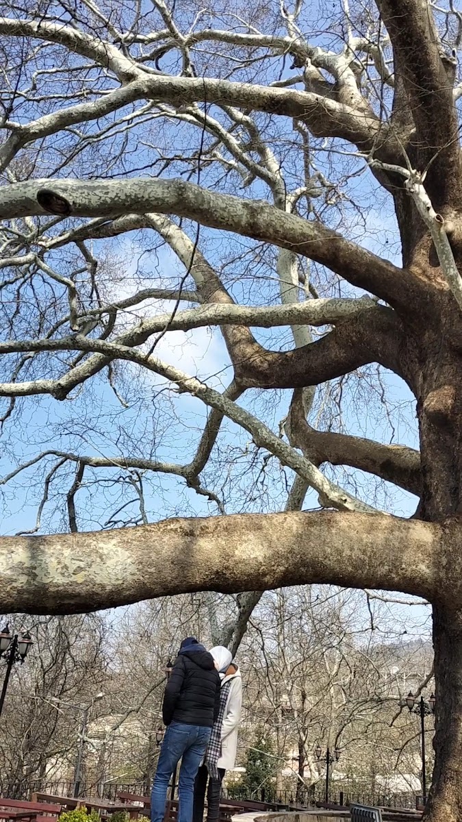 İnkaya Tarihi Çınar ağacı — fotoğraf 3