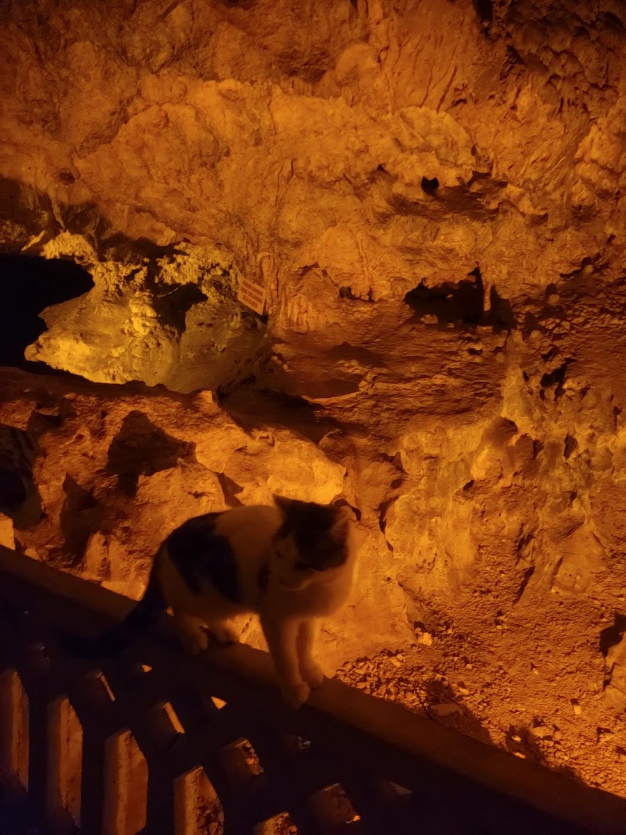 İnsuyu Mağarası — fotoğraf 4