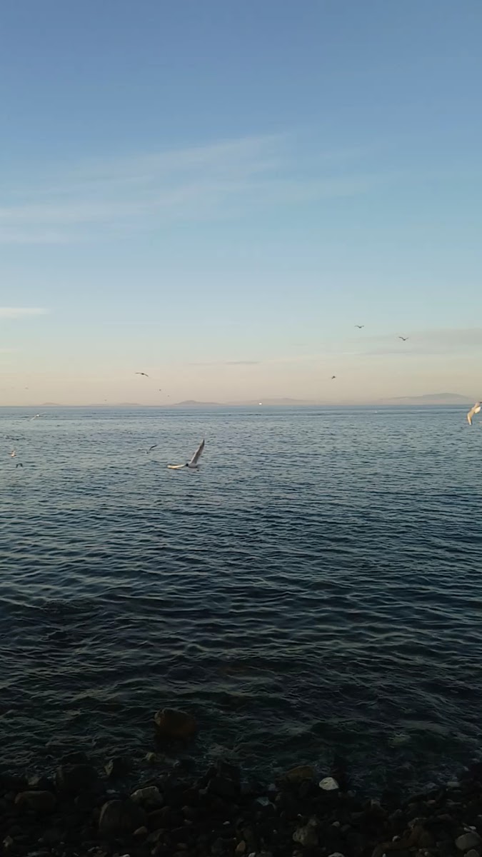 İskele Balık Restorant — fotoğraf 3