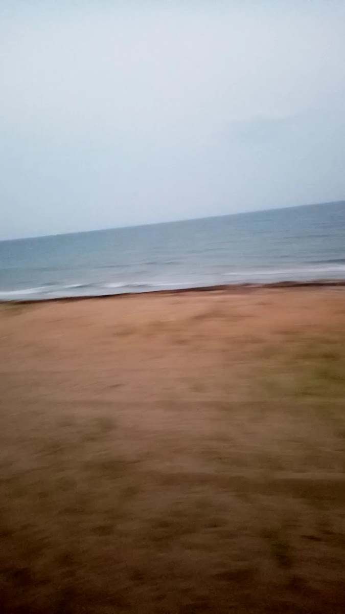 İskele Balık — fotoğraf 3