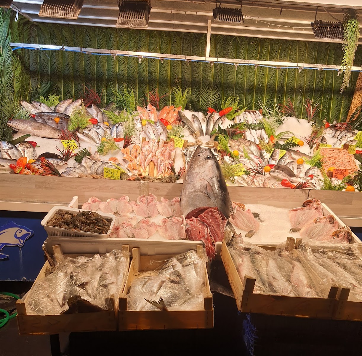 İşliyen Balık Evi — fotoğraf 5