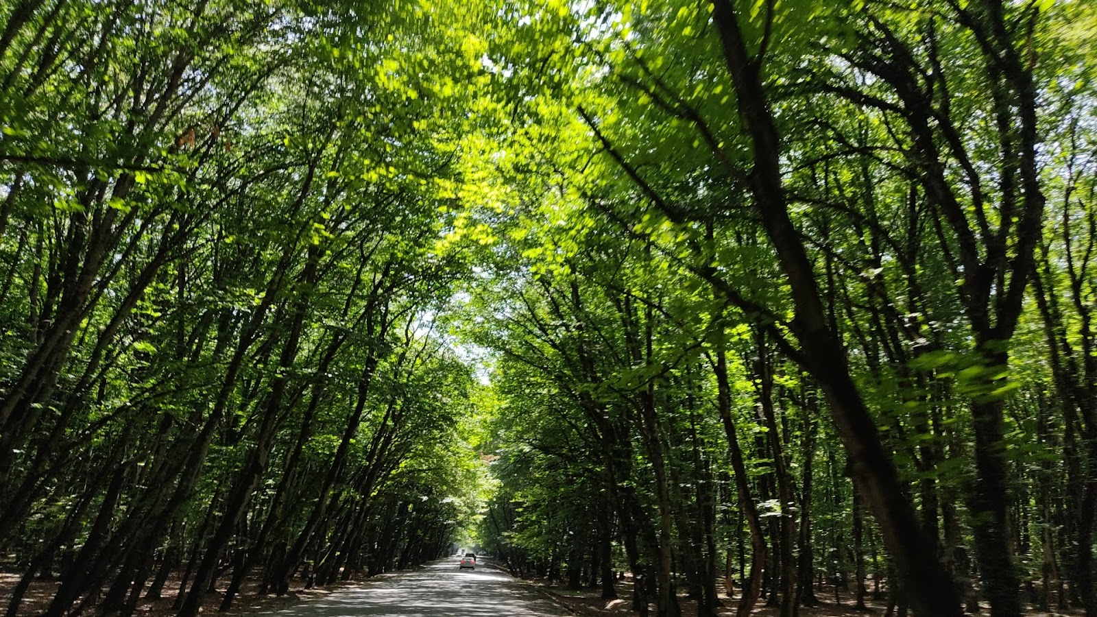 Ismailli State Reserve — photo 4