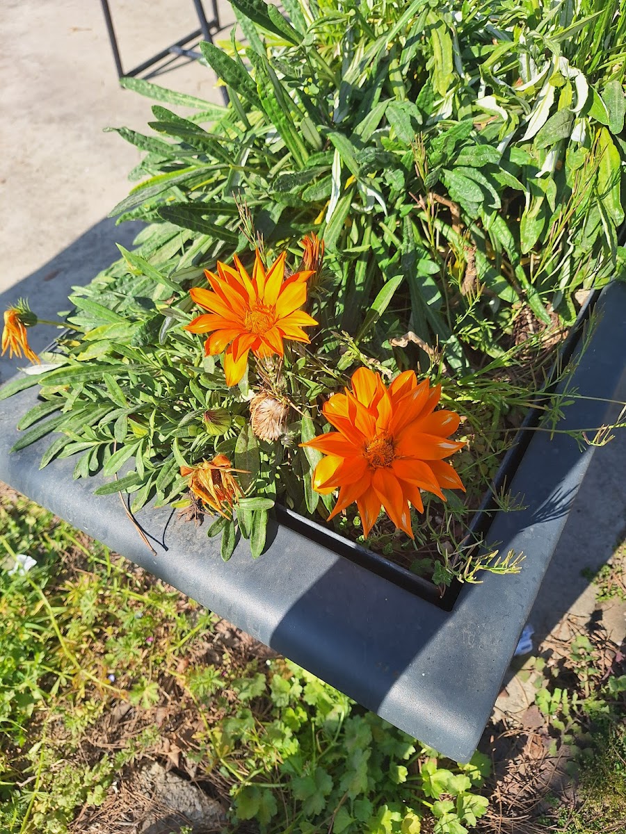 İzmir Büyükşehir Belediyesi Hasanağa Bahçesi — fotoğraf 2