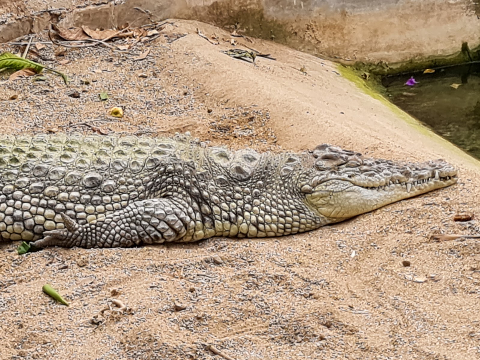 İzmir Büyükşehir Belediyesi İzmir Doğal Yaşam Parkı — fotoğraf 10