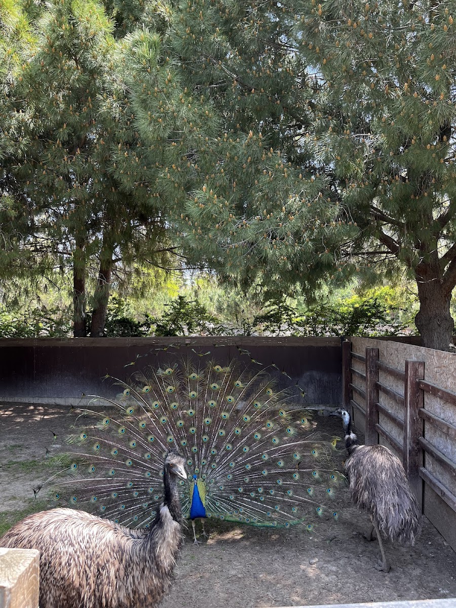 İzmir Büyükşehir Belediyesi İzmir Doğal Yaşam Parkı — fotoğraf 5