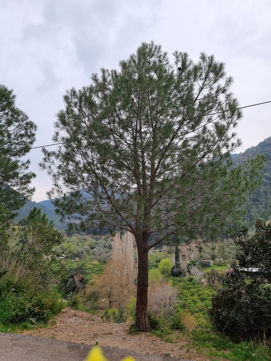 İzmir Ticaret Odası Hatıra Ormanı — fotoğraf 2