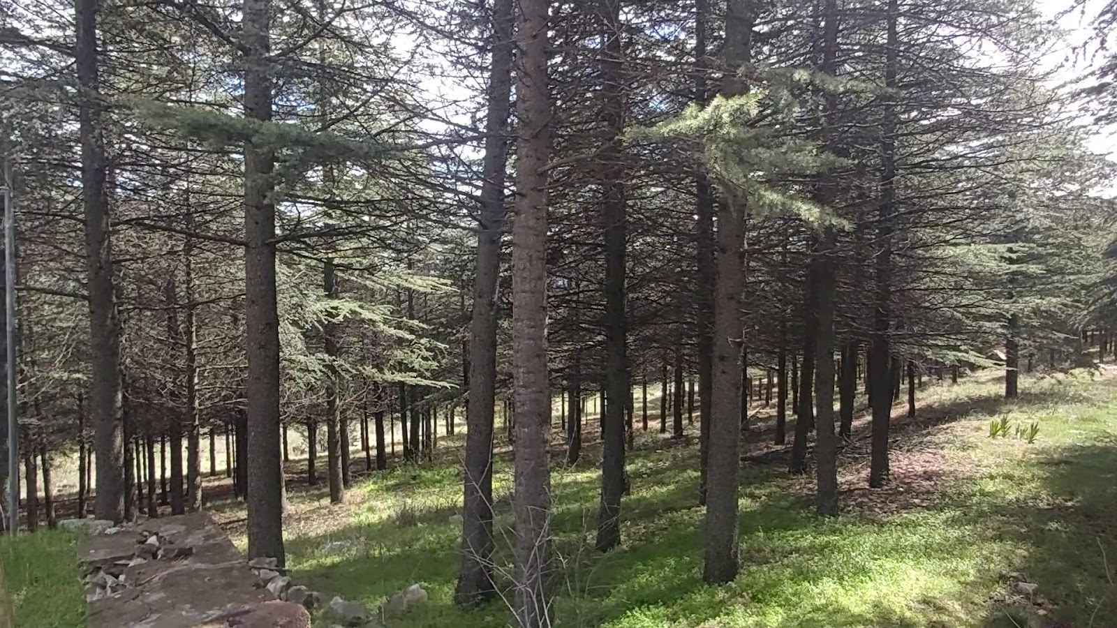 Jandarma Hatıra Ormanı — fotoğraf 3