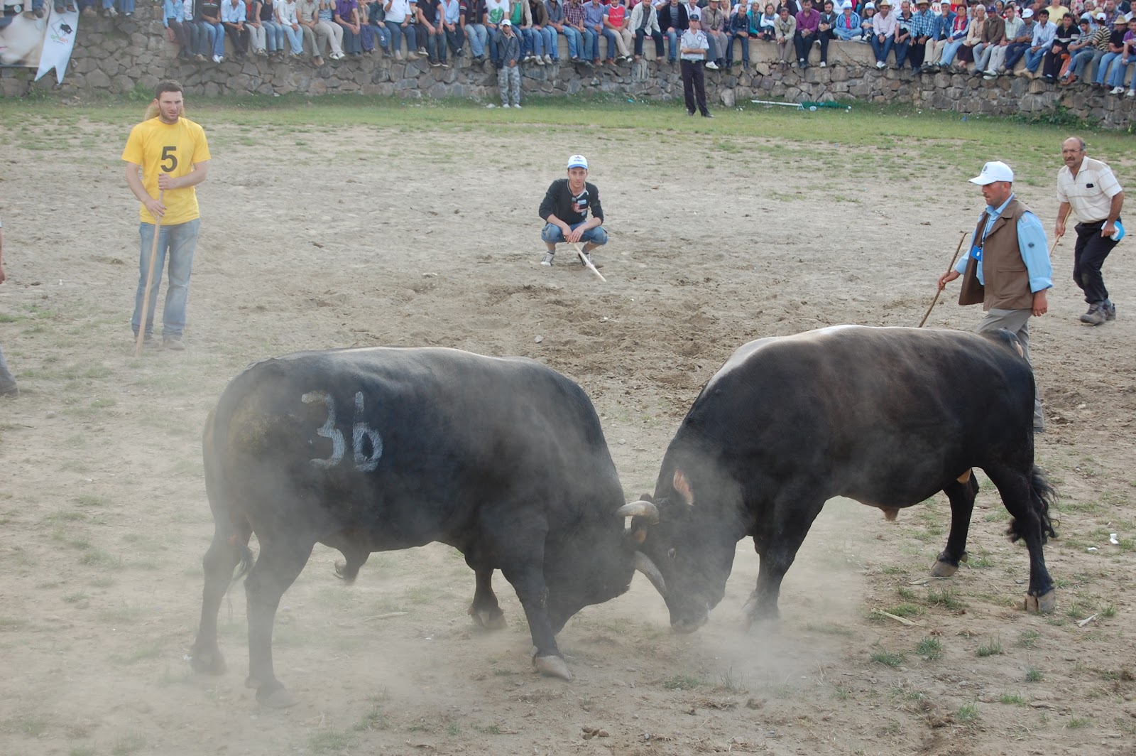 Kafkasör Boğa Güreşleri Festival Alanı