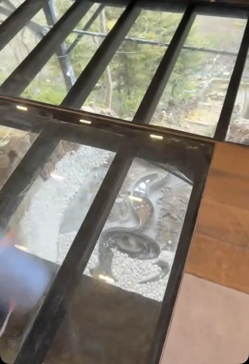 Kahve orman — fotoğraf 3