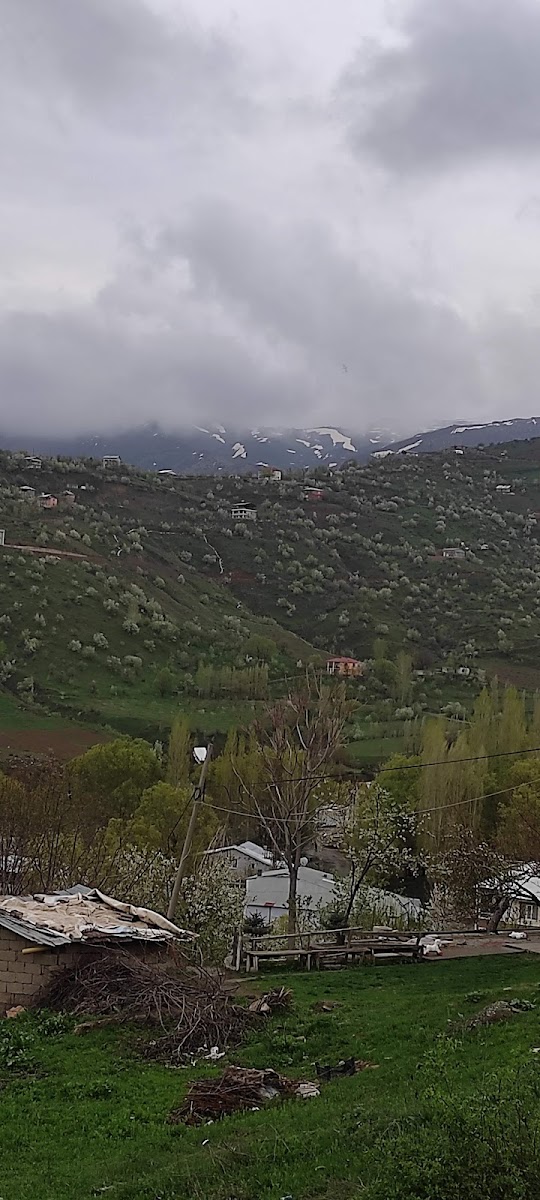 Kale bağları — fotoğraf