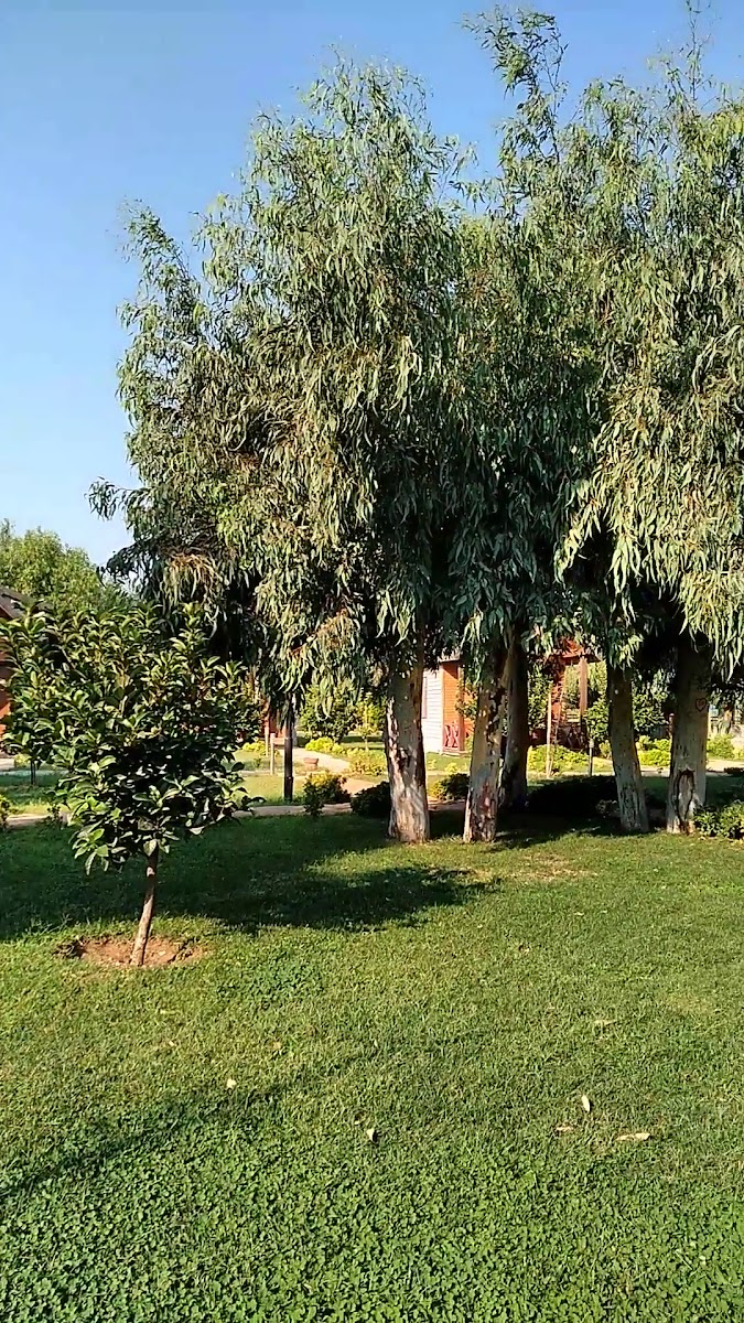 Kalipso Park Butik Otel — fotoğraf 3