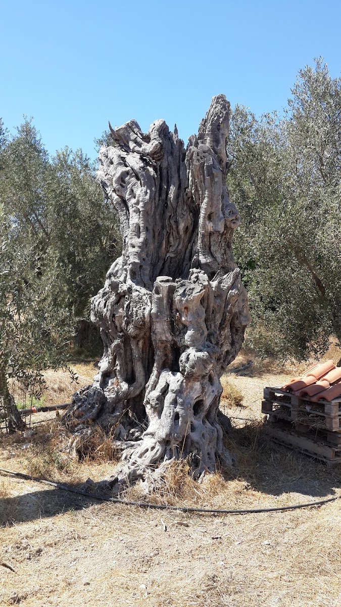 Kalkanlı — photo 2
