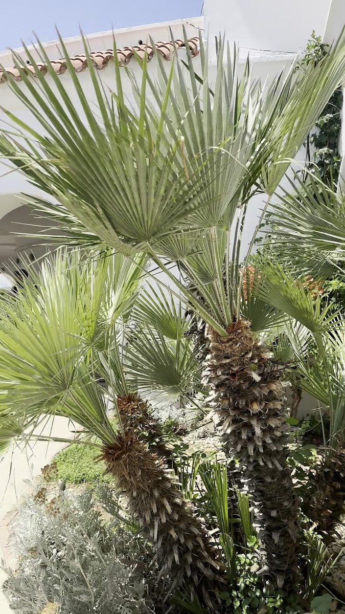 Kallithea Springs — fotoğraf 2