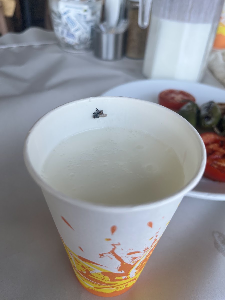Kalyon Lazutti Çöpşiş — photo 3