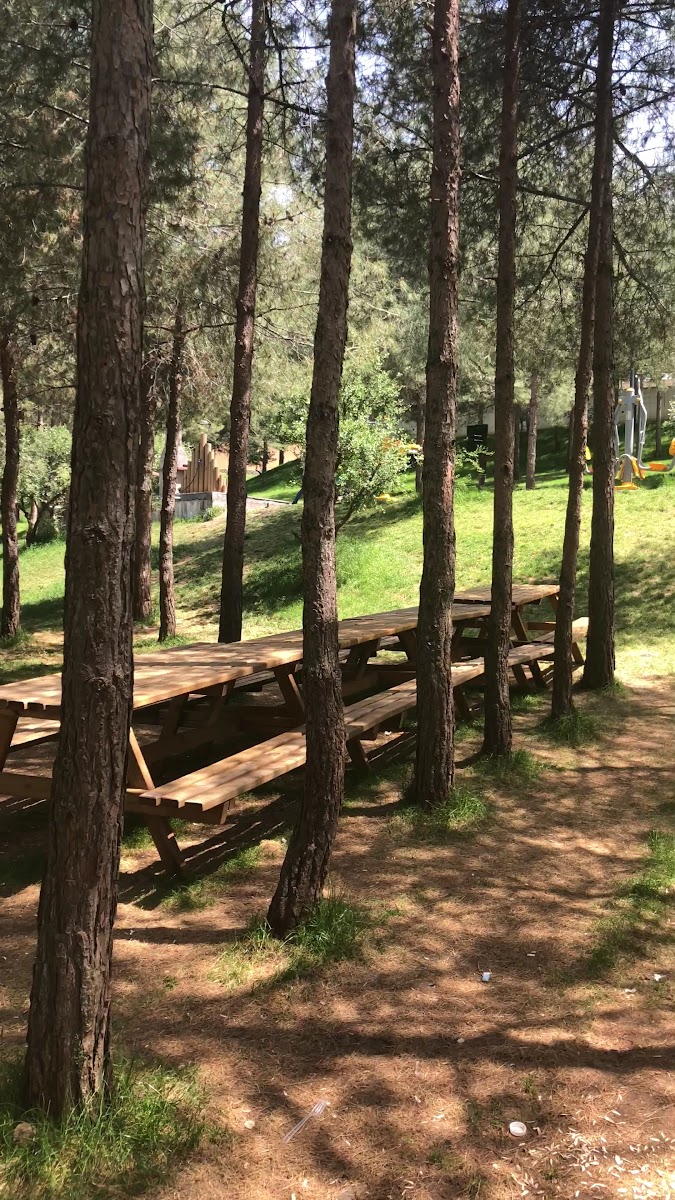 Kamor Millet Bahçesi — fotoğraf 3