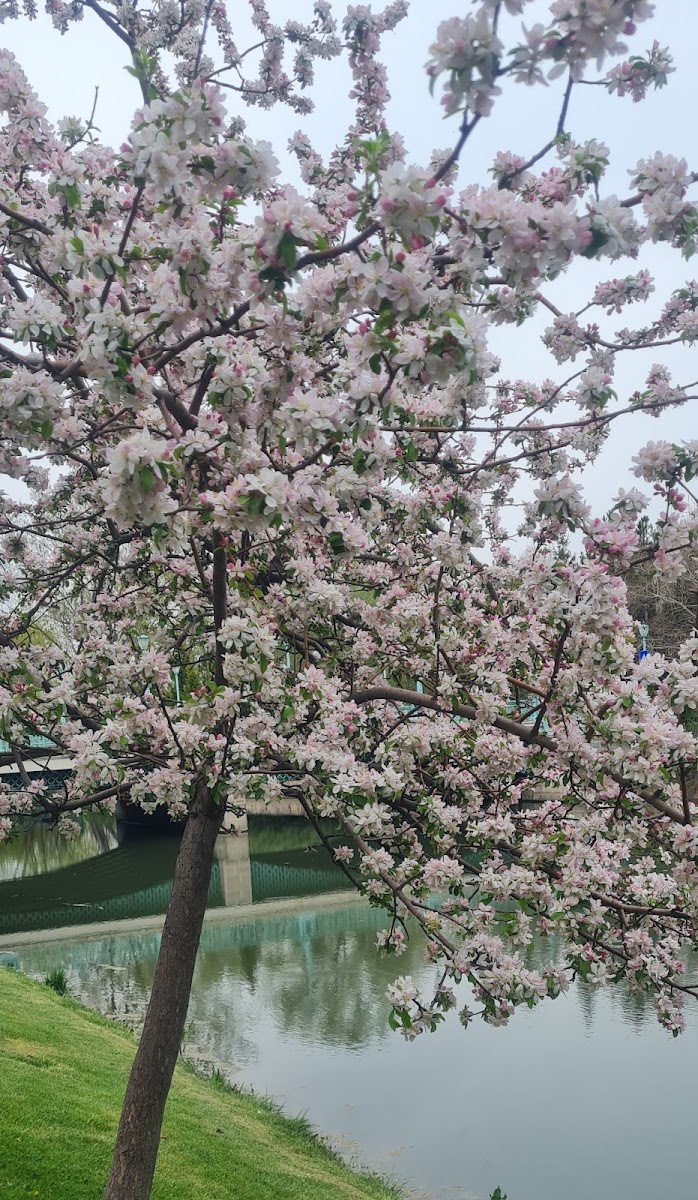 Kanlıkavak Parkı — fotoğraf 2