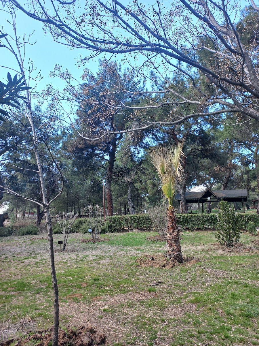 Kapıçam Tabiat Parkı — fotoğraf 2