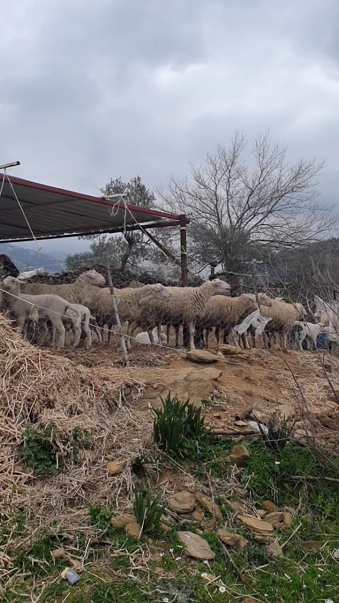Kapıkırı — photo 3