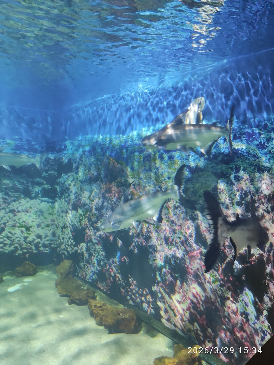 Kaplıkaya Cazibe Merkezi — fotoğraf 2