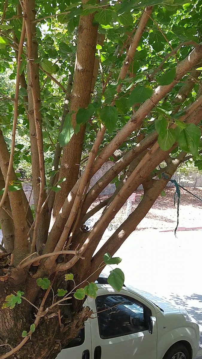 Kapri Termal Hotel & Kaplica Yalova — fotoğraf 3