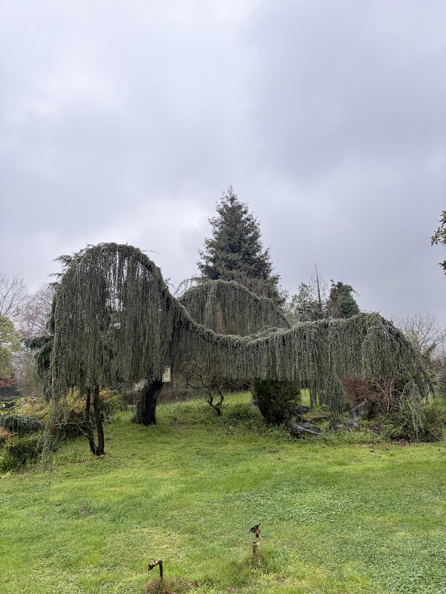 Karaca Arboretum — fotoğraf 2