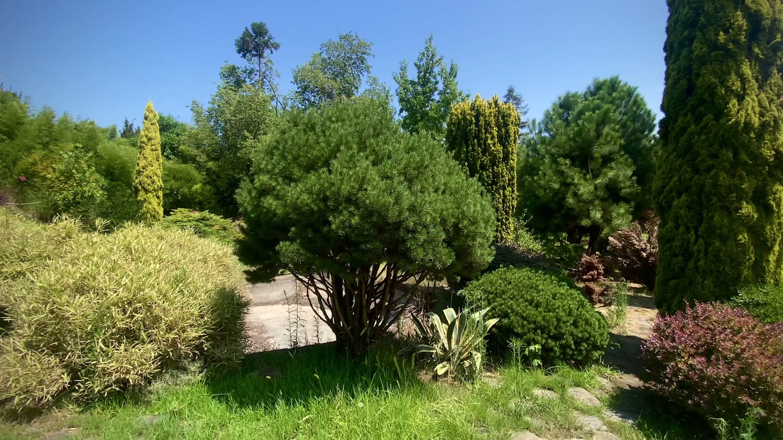 Karaca Arboretum — fotoğraf 3