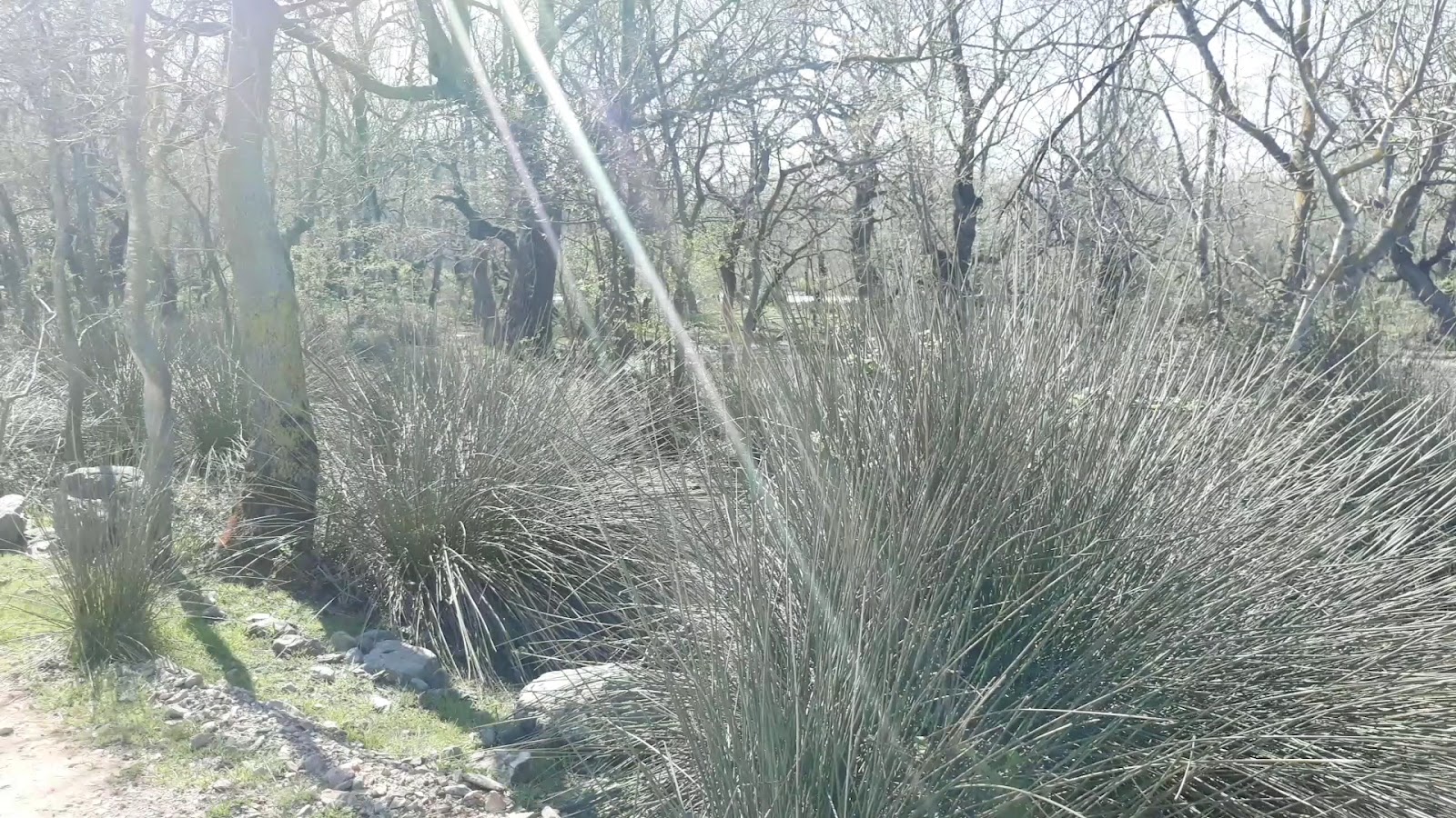 Karacabey Longoz Ormanları — fotoğraf 3