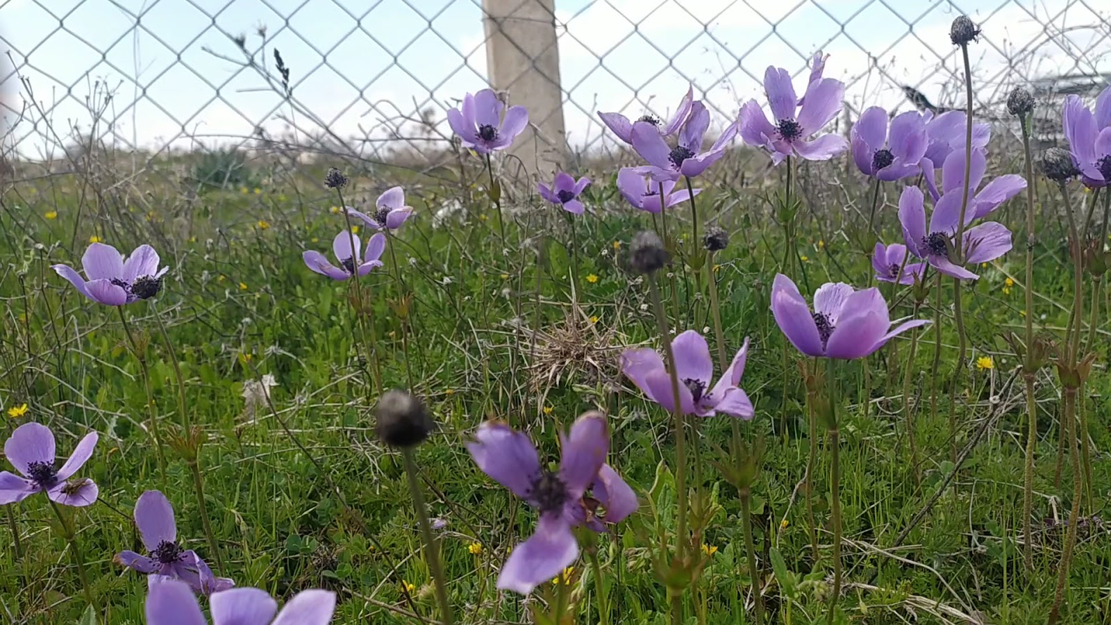 Karahüyük — fotoğraf 3