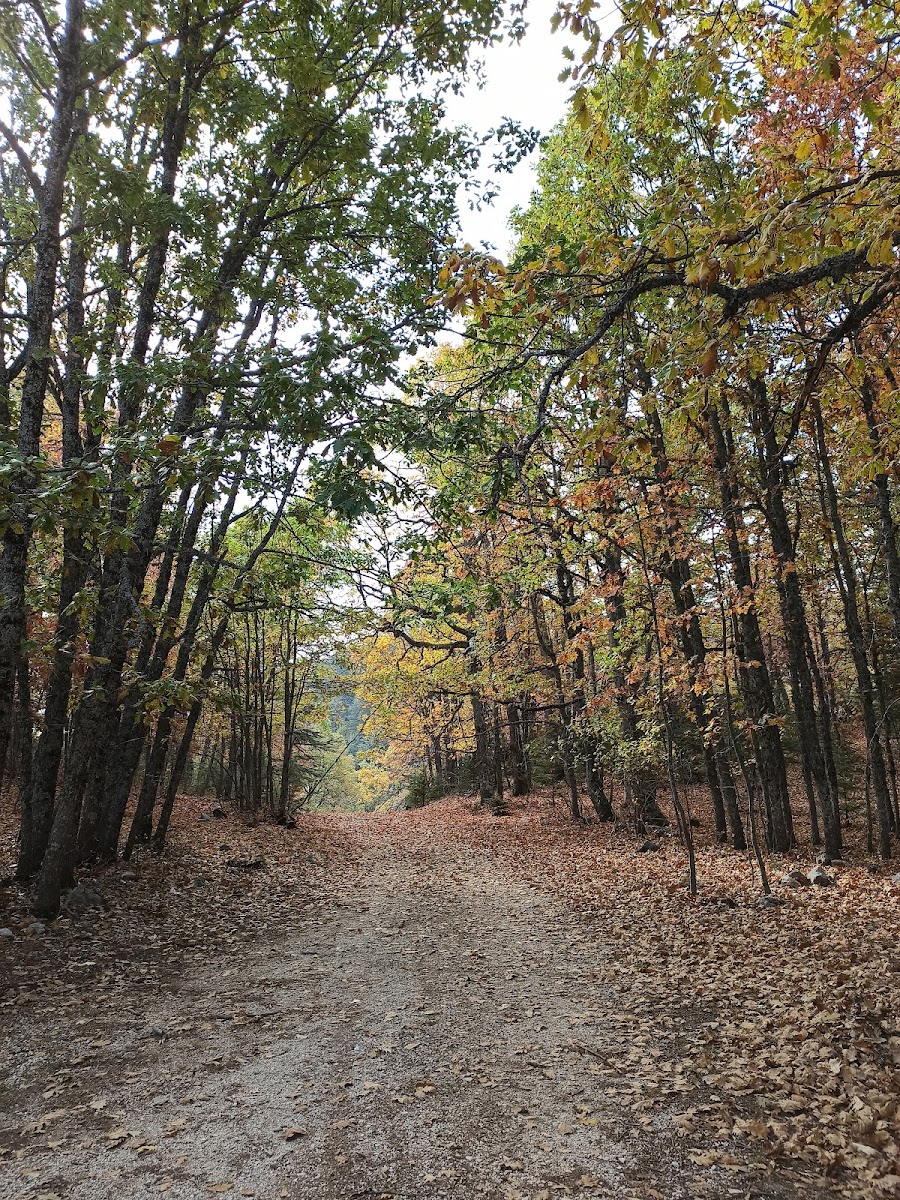 Kasnak Meşesi Tabiatı Koruma Alanı — fotoğraf 1