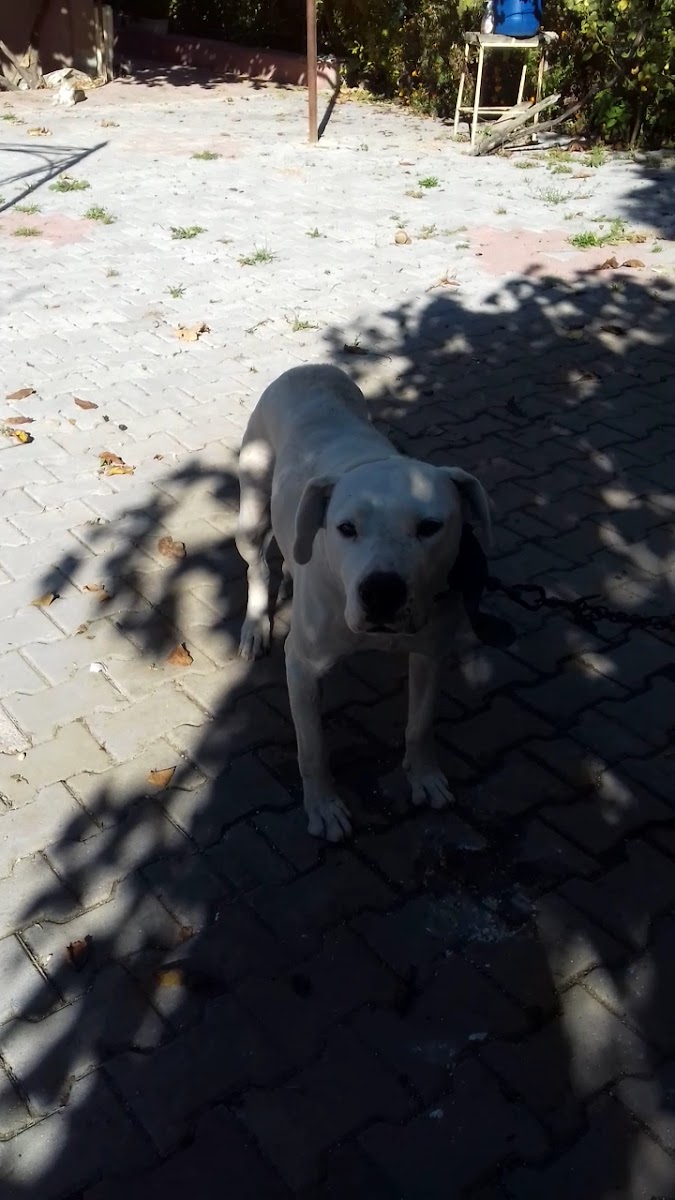 Kavaklar Aile Çay Bahçesi — fotoğraf 3