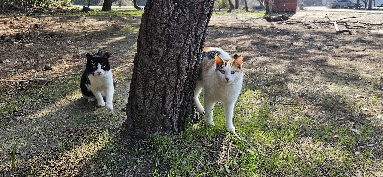 Kavaklıburun — fotoğraf 2