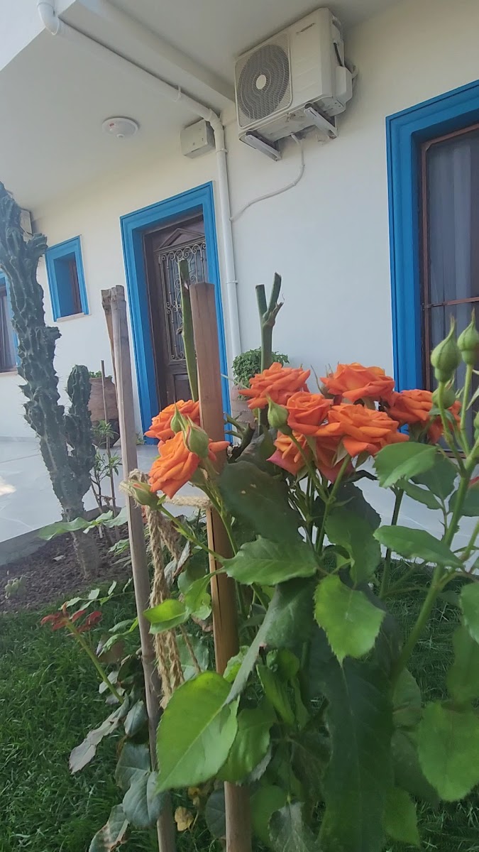 KAYA KORUĞU CUNDA — fotoğraf 3
