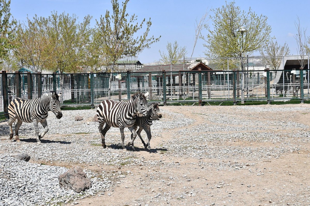 Kayseri Hayvanat Bahçesi — fotoğraf