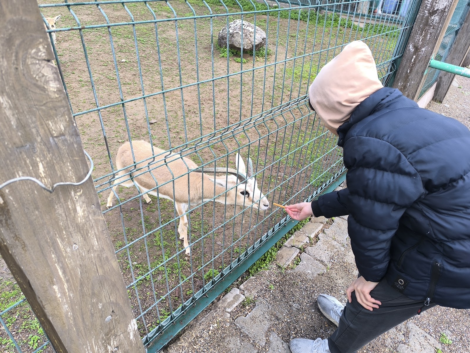 Kayseri Hayvanat Bahçesi — fotoğraf 2