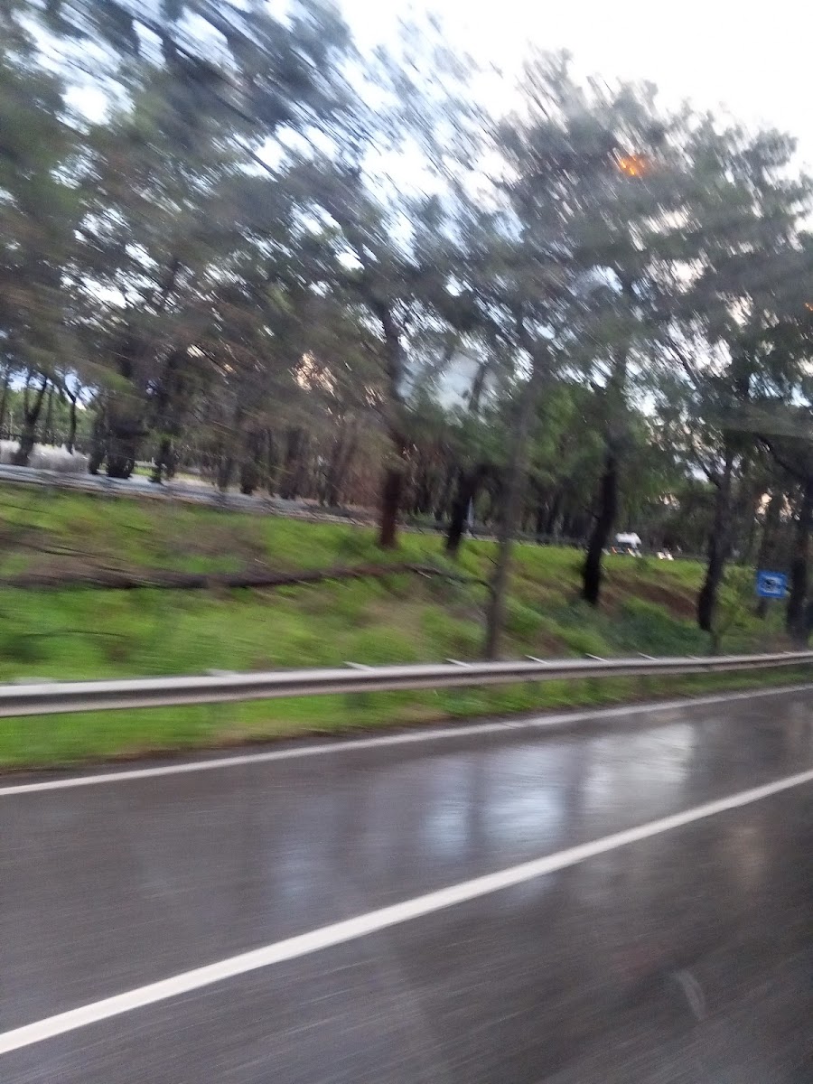 Kepez Belediyesi Kent Ormanı — fotoğraf 2