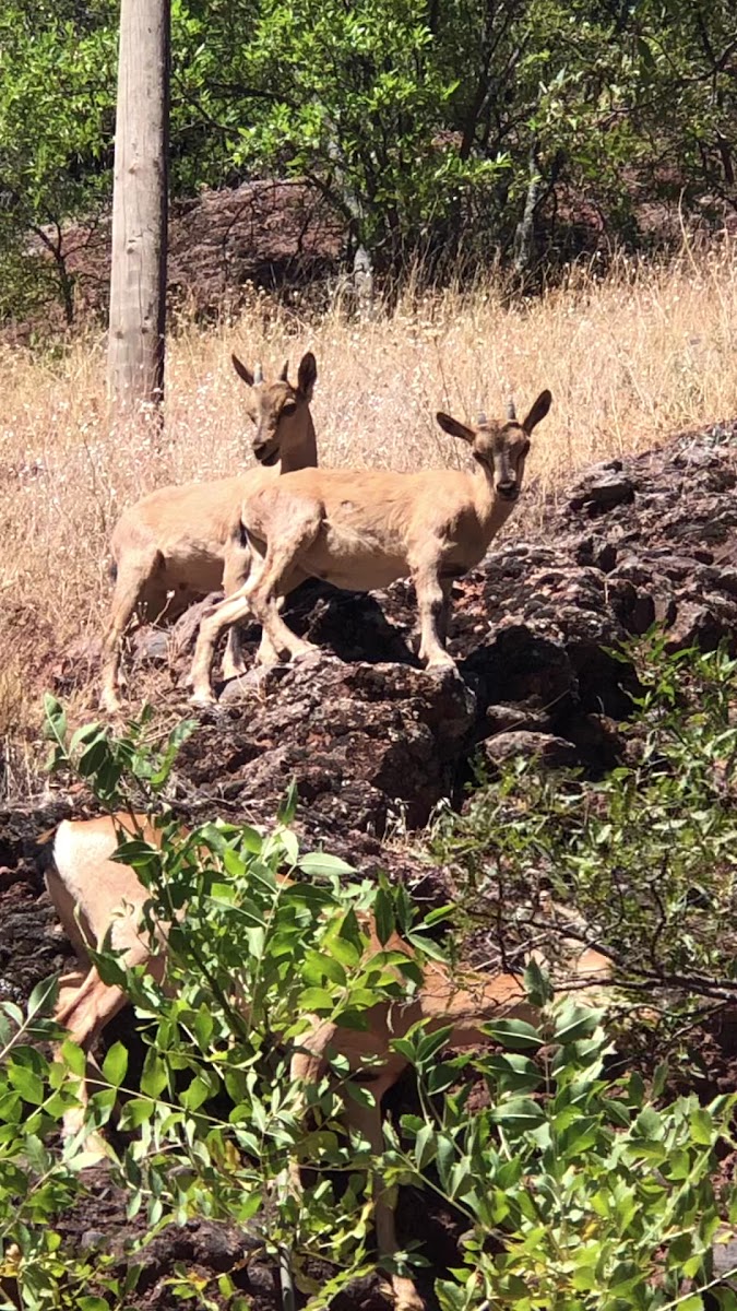 Kerek Deresi — fotoğraf 3