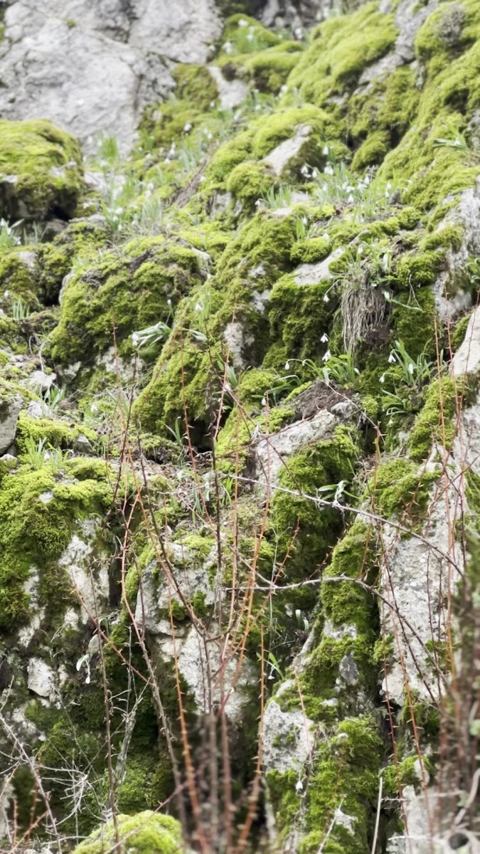 Kızıldağ Milli Parkı — fotoğraf 2